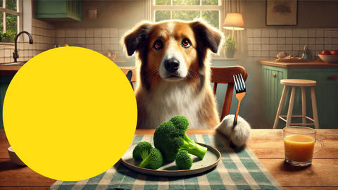 can-dogs-eat-broccoli