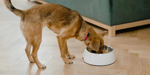 What are the best dog vitamins? Deep dive article.