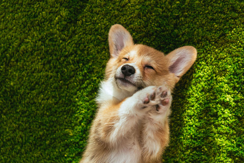 Dog Nutrition