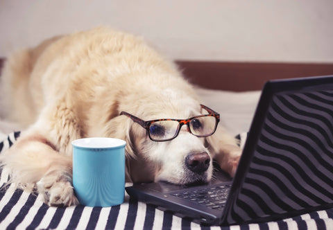 Dog Shampoo for Itchy Skin