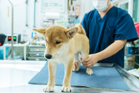 Best Joint Supplements for Dogs