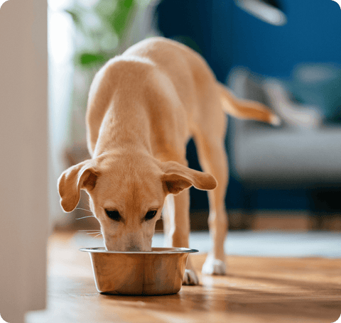 What Can Dogs Eat